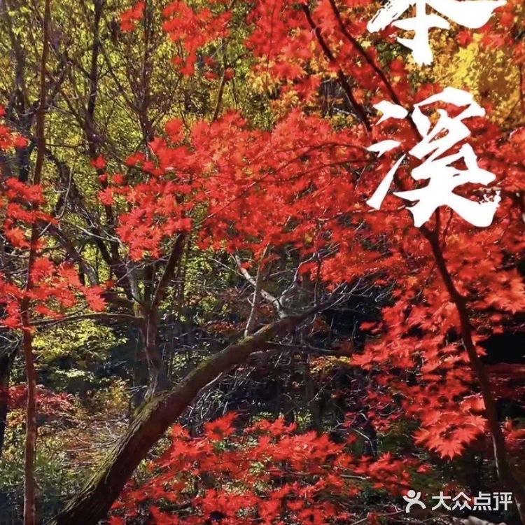 本溪枫叶红了🍁秋季关门山只为这一抹红