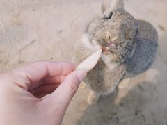 -前小桔亲子创意农场·草莓采摘·露营烧烤