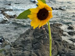 -银沙滩浴场