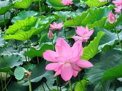 -莲池书院博物馆