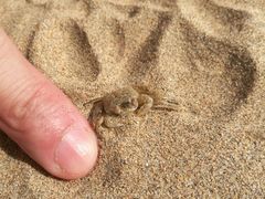-普陀山风景名胜区-千步大沙