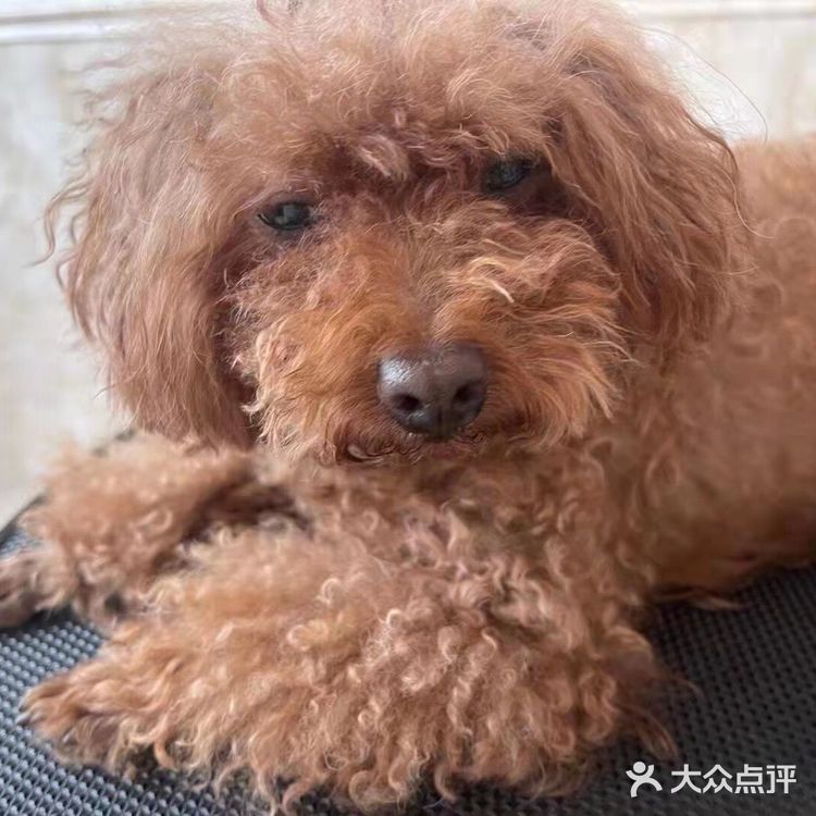 剪完毛发的毛孩子真的是越看越漂亮呢，爱了爱了！