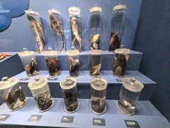 -国家自然博物馆