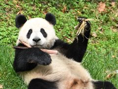 -都江堰中华大熊猫苑