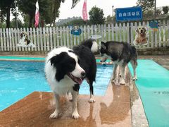 -良成狗狗乐园