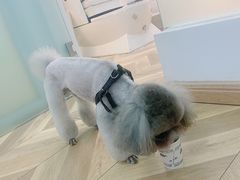 -米苏动物医院·犬猫专科·骨科外科内窥镜