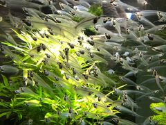 -迪拜水族馆及水下动物园