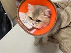 -乐派堂宠物医院·猫友好· 心脏科(东街店)