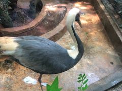 -海南热带野生动植物园