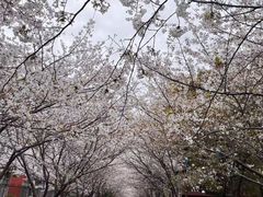 -高东镇樱花园