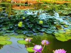 -国家植物园南园