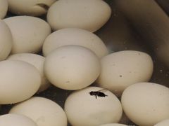 -养牛邓·潮汕牛肉海鲜自助火锅(广州店)