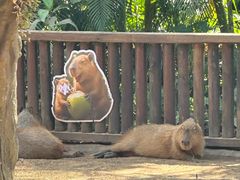 -海南热带野生动植物园