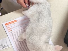 -宠颐生宠物医院·骨外科·犬猫全科诊疗中心(池州店)
