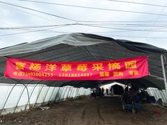 -喜杨洋草莓采摘园