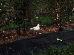 -亚龙湾国际玫瑰谷