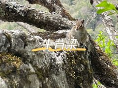 -牛背梁国家森林公园