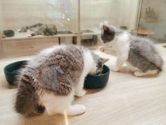 -飞行喵MR PILOT|猫舍·猫咖(静安大融城店)