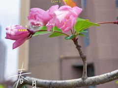 -苏州市相城人民医院