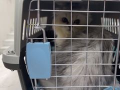 -东莞宠友24H宠物中心医院·转诊夜诊·异宠(新河北路院)