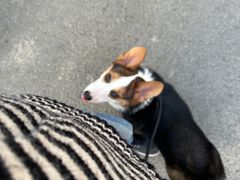 -翊宠yipet猫狗购宠庄园犬舍•猫舍