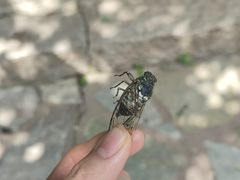 -香山公园