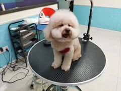 -天宠宠物医院24小时·急重症诊疗中心·全科·腔镜特色(和平分院)