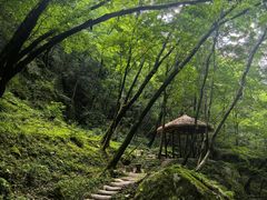 -牛背梁国家森林公园