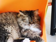 -平行世界·猫咖(首经贸店)