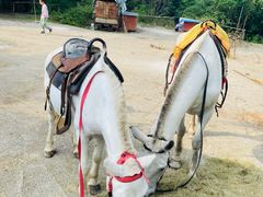 -铁山坪森林公园