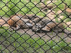 -大连森林动物园