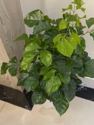 -香秀空间科技抗衰·美容中心