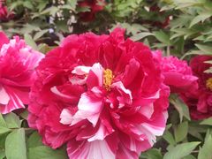 -莲花池公园