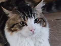 -柴迷FANS CLUB·柴犬狗咖·猫咖