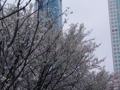 -西北湖绿化广场