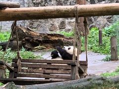 -都江堰中华大熊猫苑