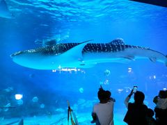 -烟台海昌鲸鲨海洋公园