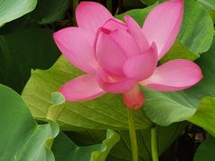 -荷塘月色湿地公园·向阳花洲
