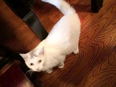 -张记牛肉面馆(天津路店)