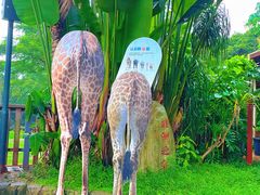-深圳野生动物园