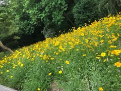 -西湖风景区-江洋畈生态公园