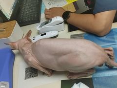 -关爱宠物医院·猫科中心·消化科(滨湖万达分院)