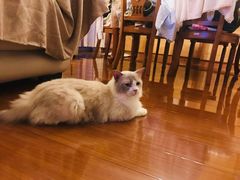 -Bastet sally猫舍购宠(静安店)