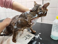 -FAELING PETS美天灵宠物(富力广场店)