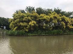 -大湾区中央湿地公园