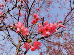 -天适樱花悠乐园