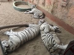 -清迈夜间动物园