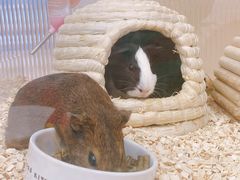-猪盟咖啡店(玖洲道店)