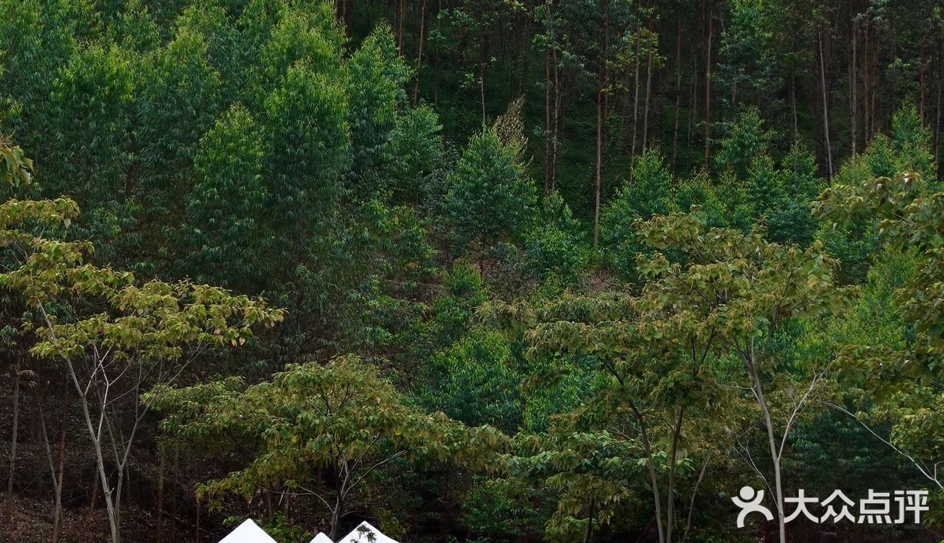 城市出逃计划|山林间的野营⛺️