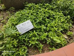 -广州神农草堂中医药博物馆